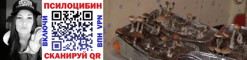 Галлюциногенные грибы прущие грибы  Лесной 